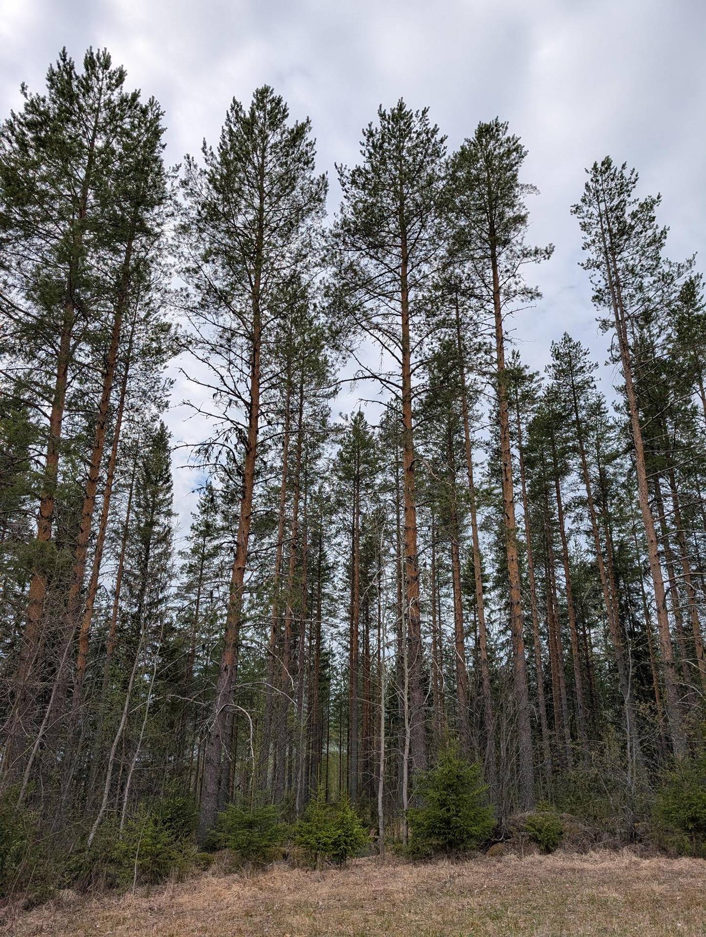 Kortevaara ja Pohjosrinne 1