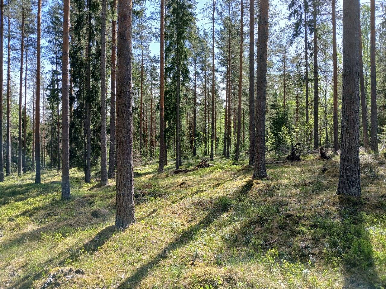 Metsälampi 5:65 Nurmijärvi 1