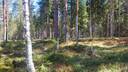Mäntylä 405-570-7-53 1