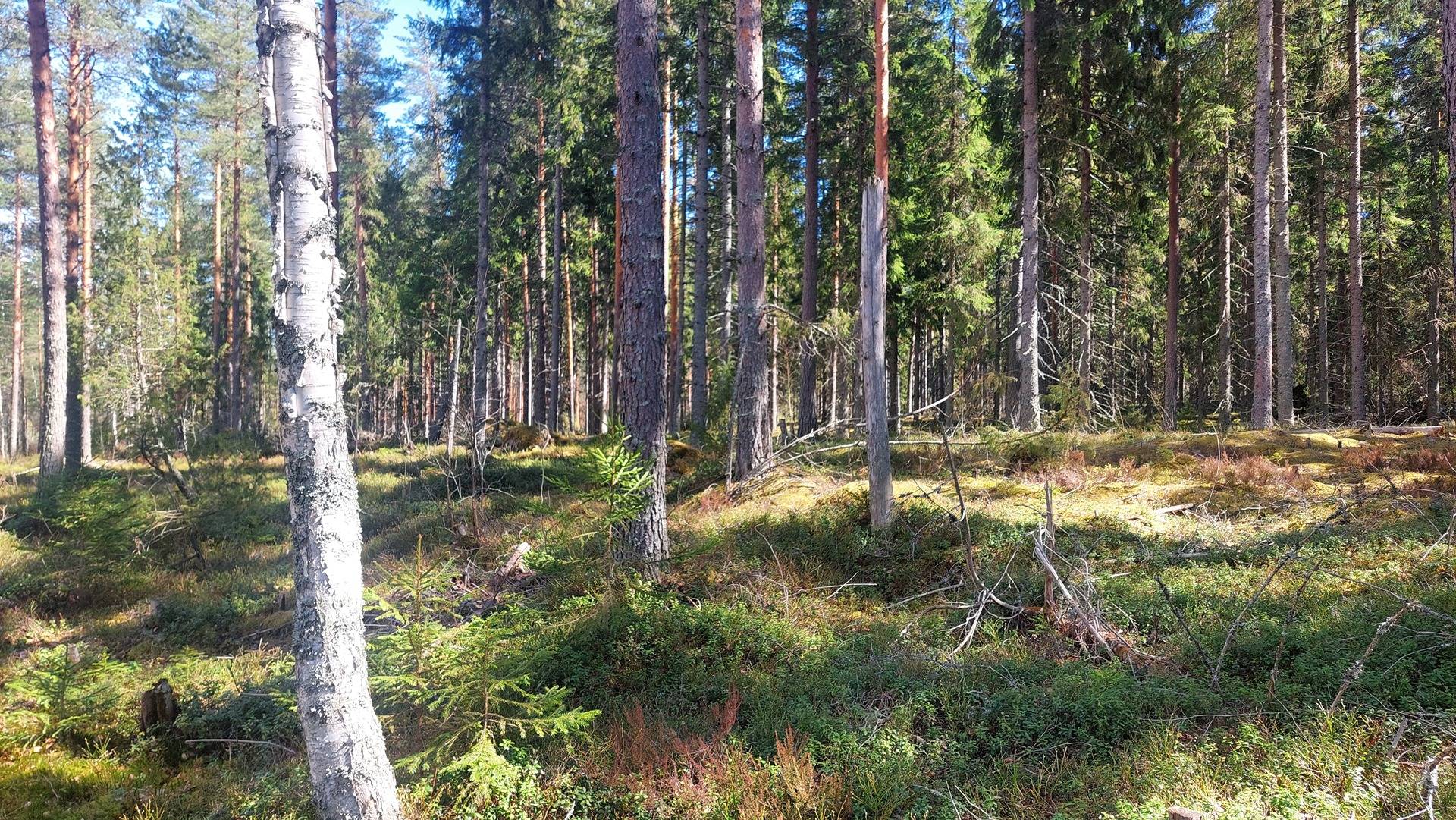 Mäntylä 405-570-7-53 1