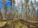 Hammassyrjä 286-426-2-2 1