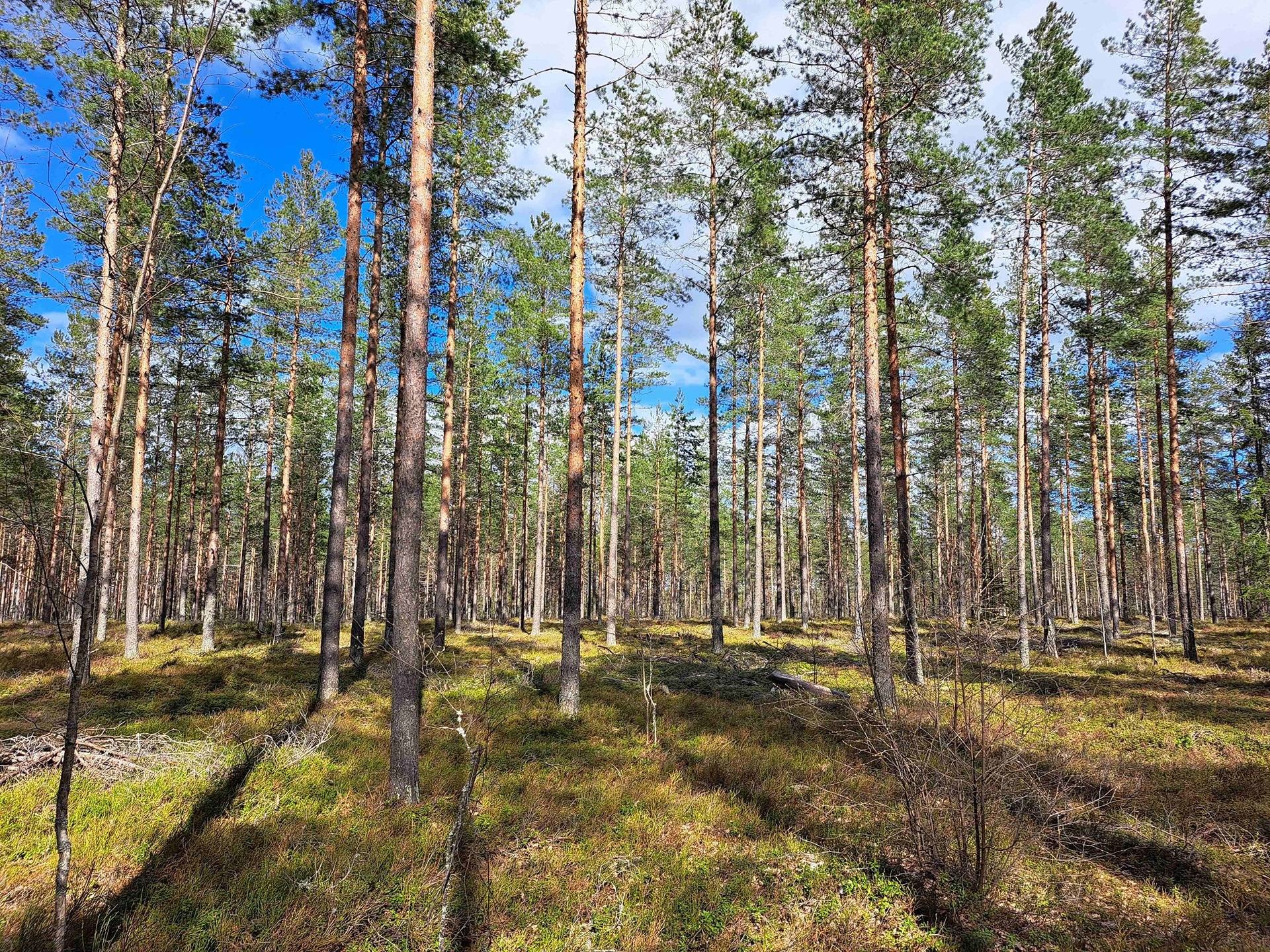 Hammassyrjä 286-426-2-2 1