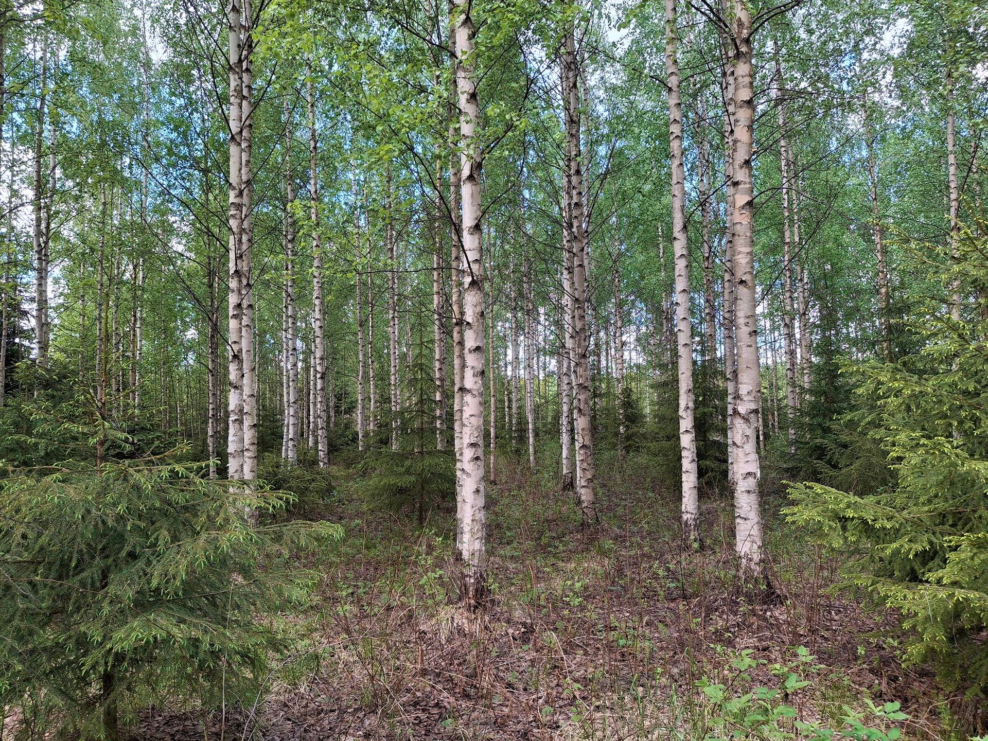 Kumpumäki, Piilolanmaa, 931-408-83-0 1