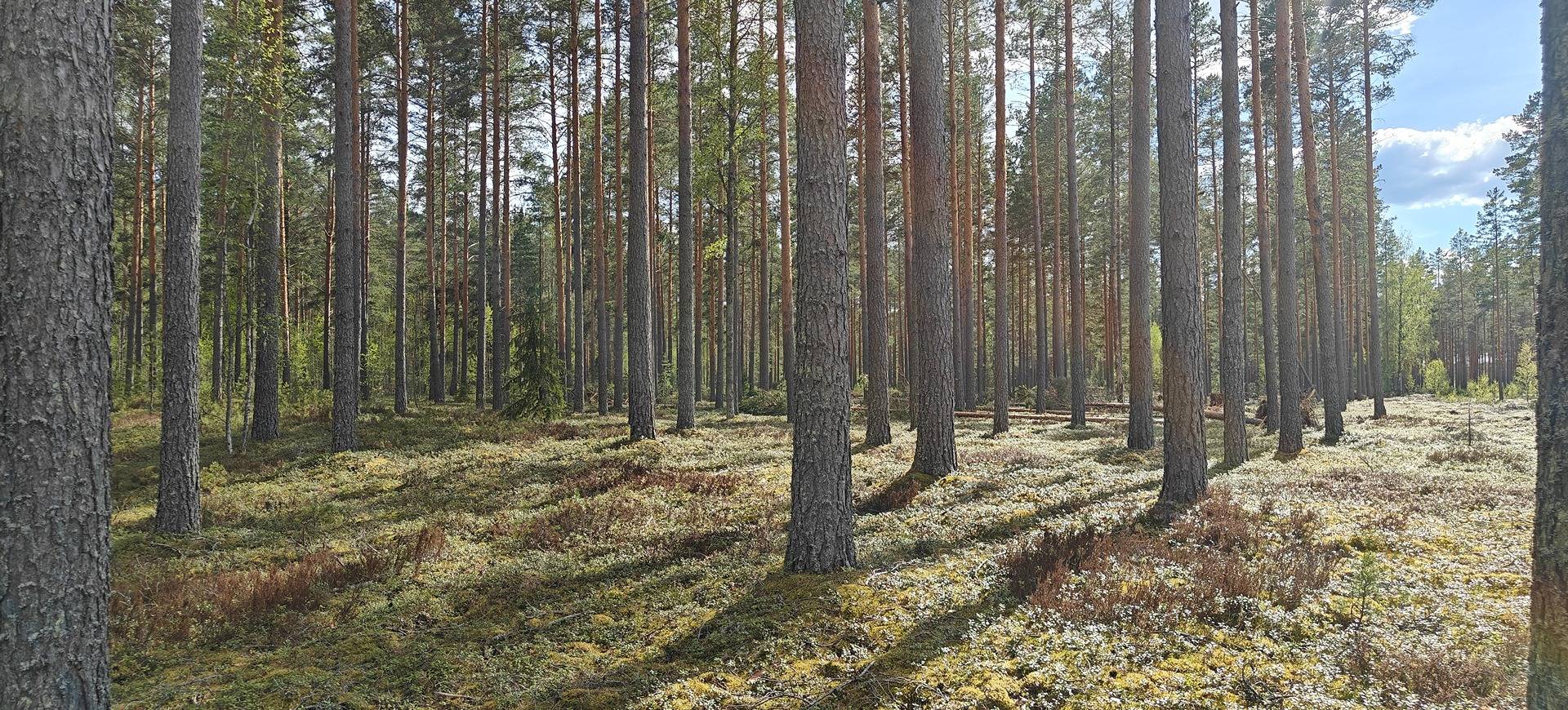 Alajärvi, KANKAANPÄÄ 5-403-6-31 1
