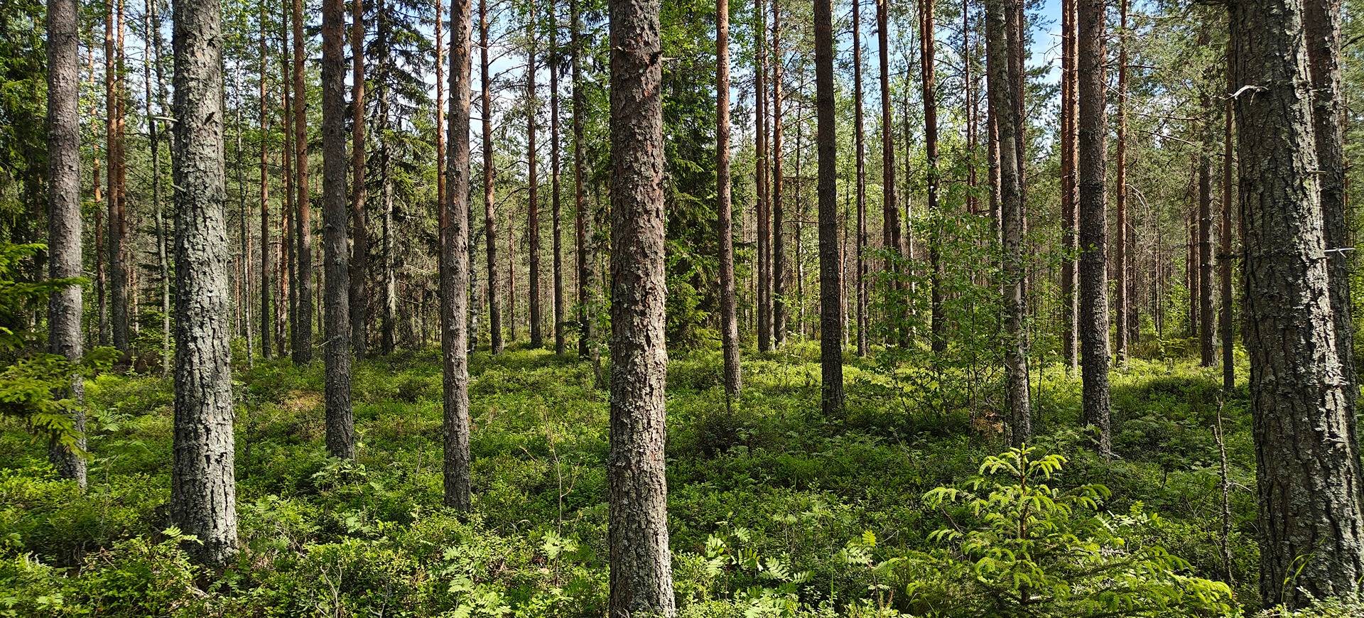 Kuortane, Ranta 300-401-42-65 1