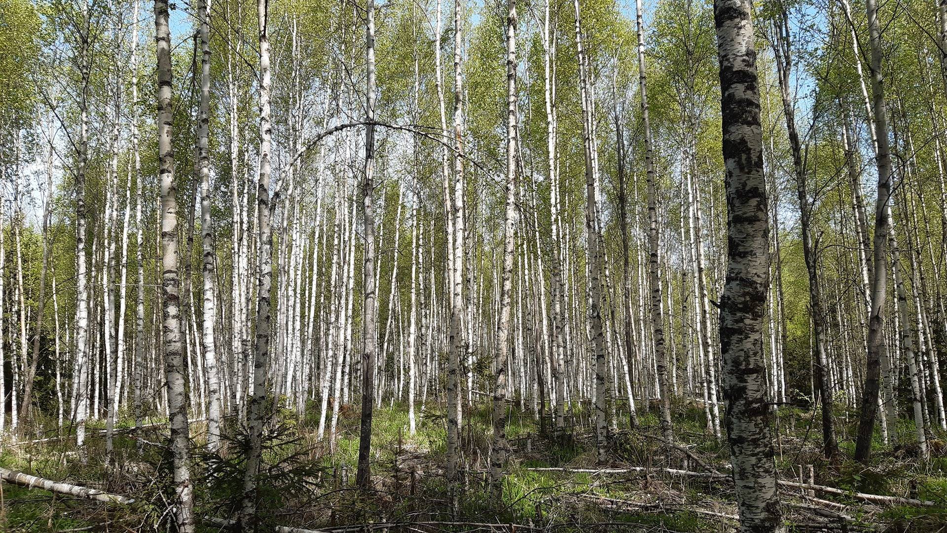 Määräalat kiinteistöistä Eerola 1:59 ja Perttilänmäki 1:154 1