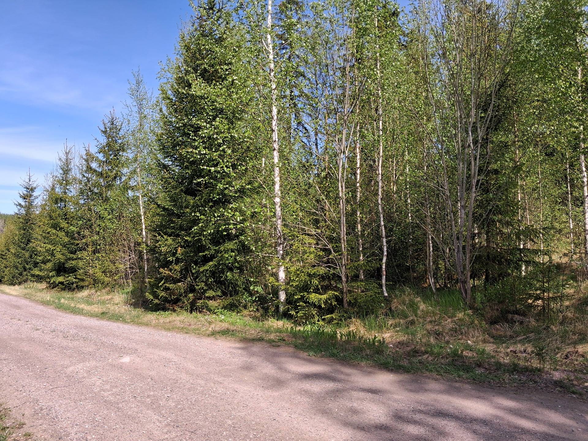 Metsätila 560-402-7-4 Ahomäki 1