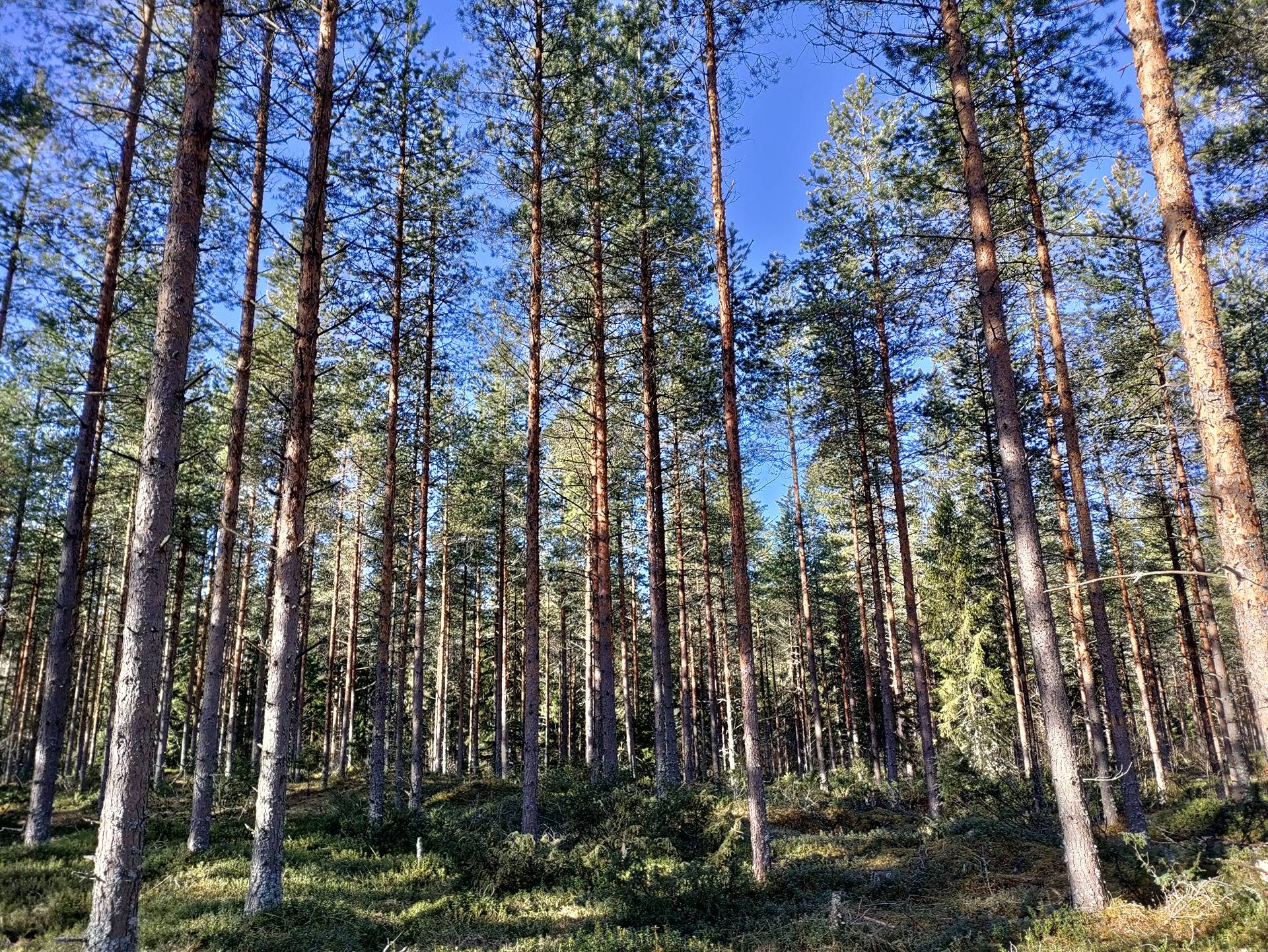Ahevainio 625-406-40-3 1