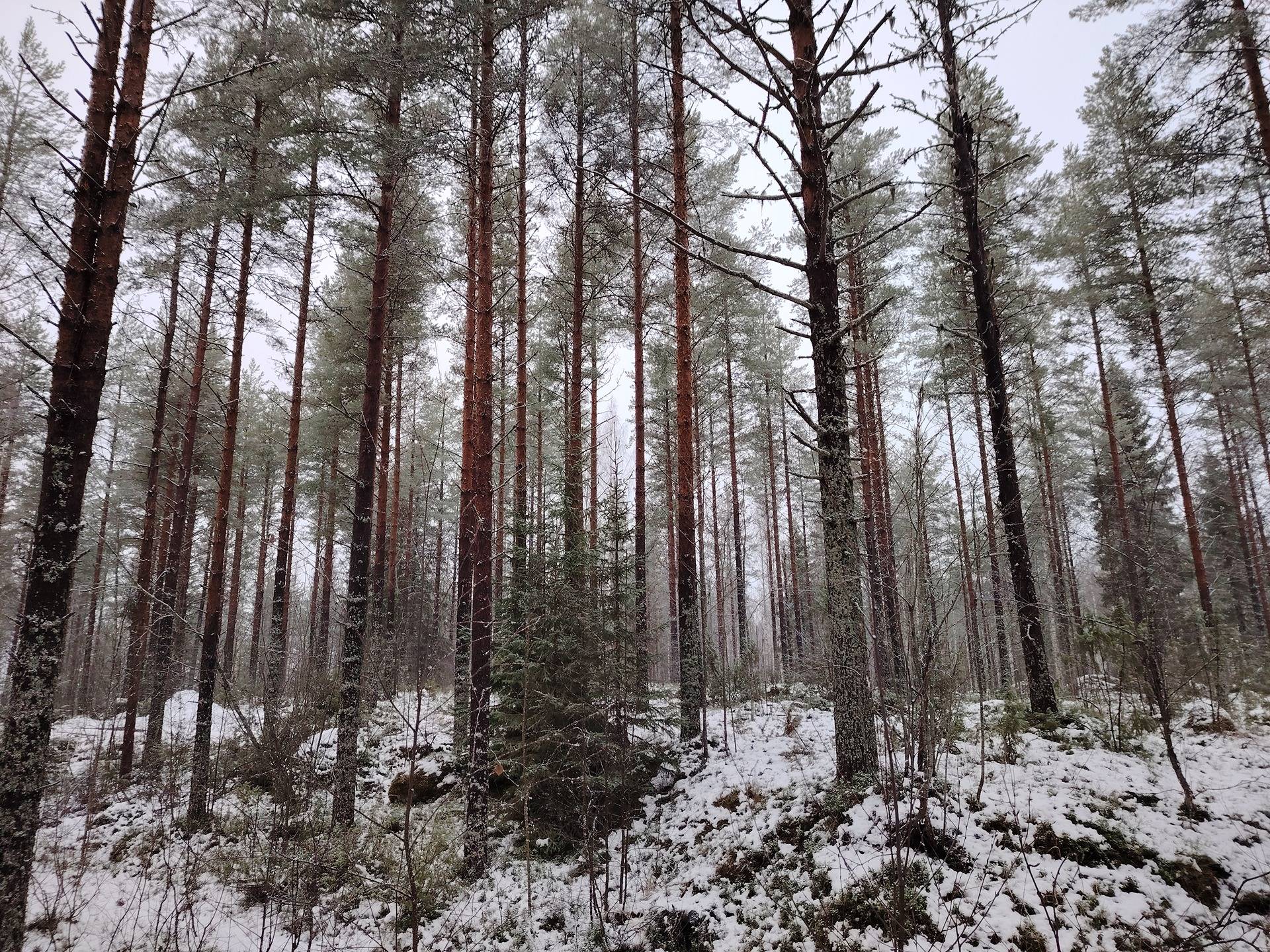 TIKKALA 146-423-22-11, Sysmänsärkkä 1