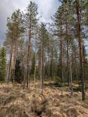 Metsämääräala Jokela 205-409-5-52 1