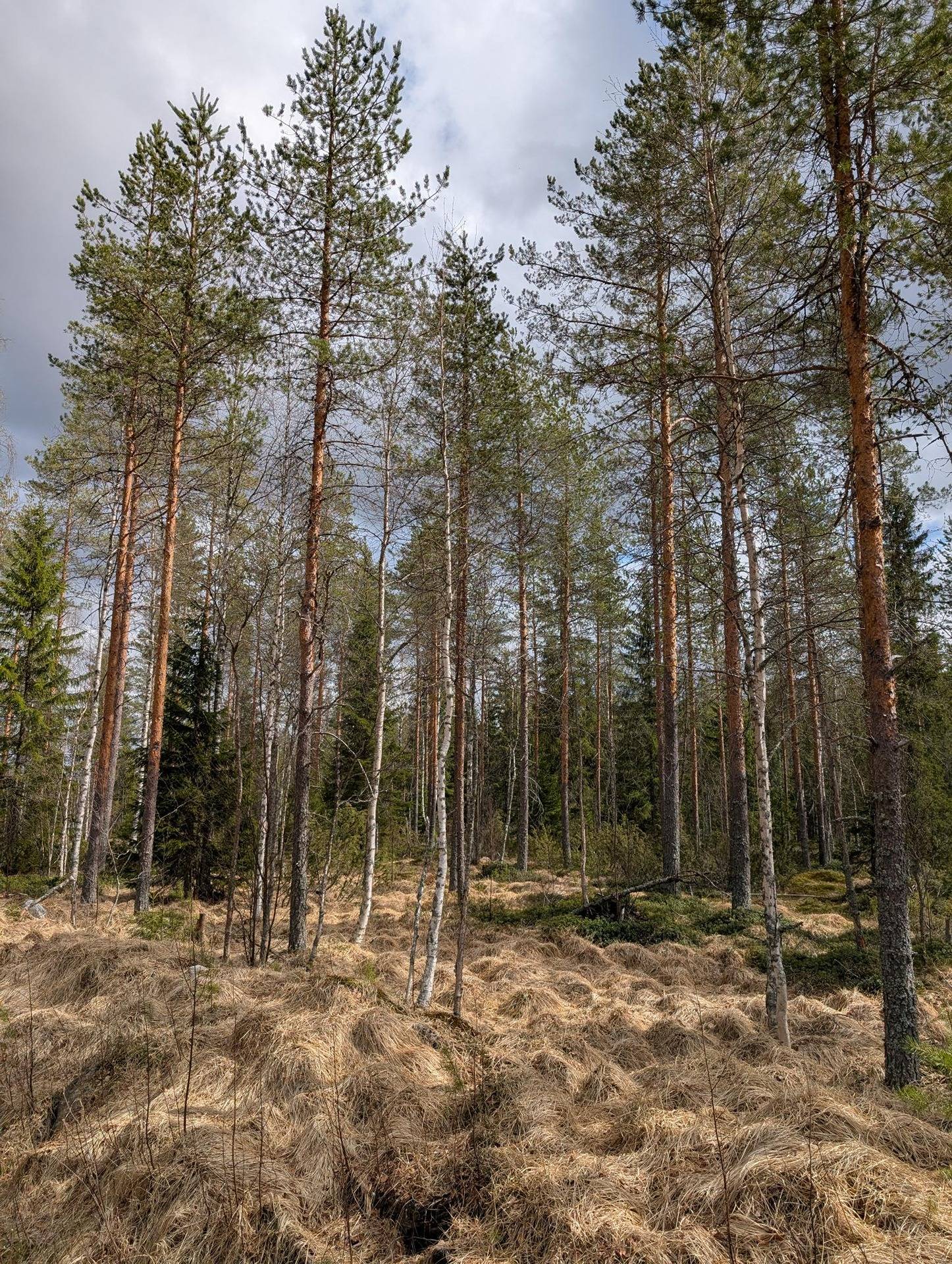 Metsämääräala Jokela 205-409-5-52 1