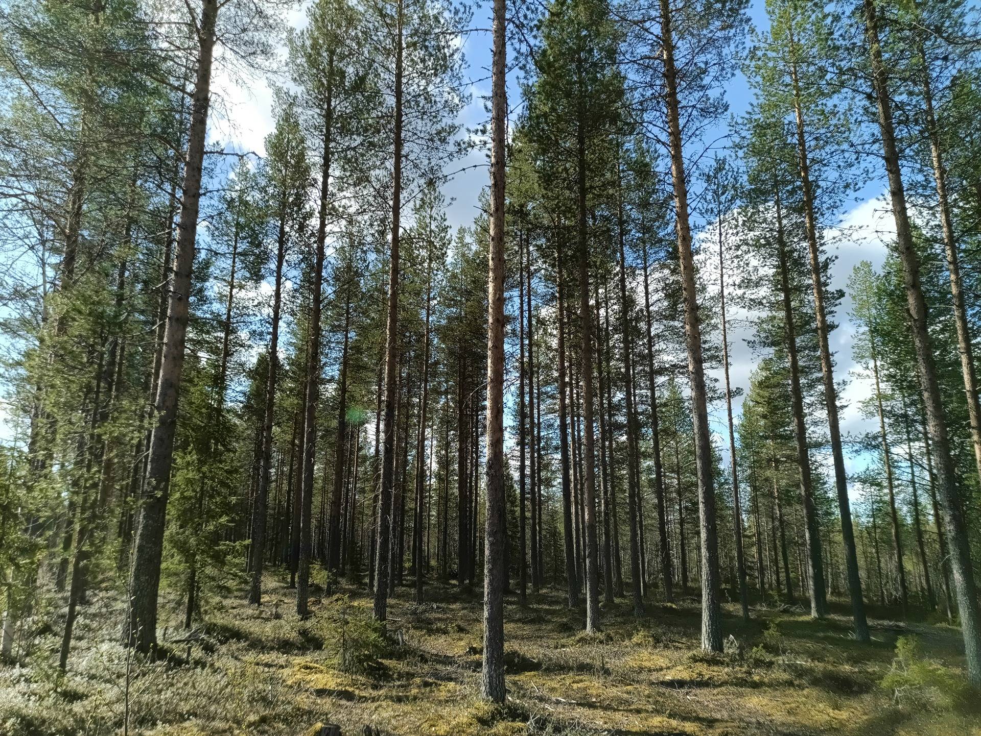 Uutela 583-402-85-18 määräala 1