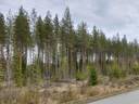OJALA 43:41, Lapinlahti 1