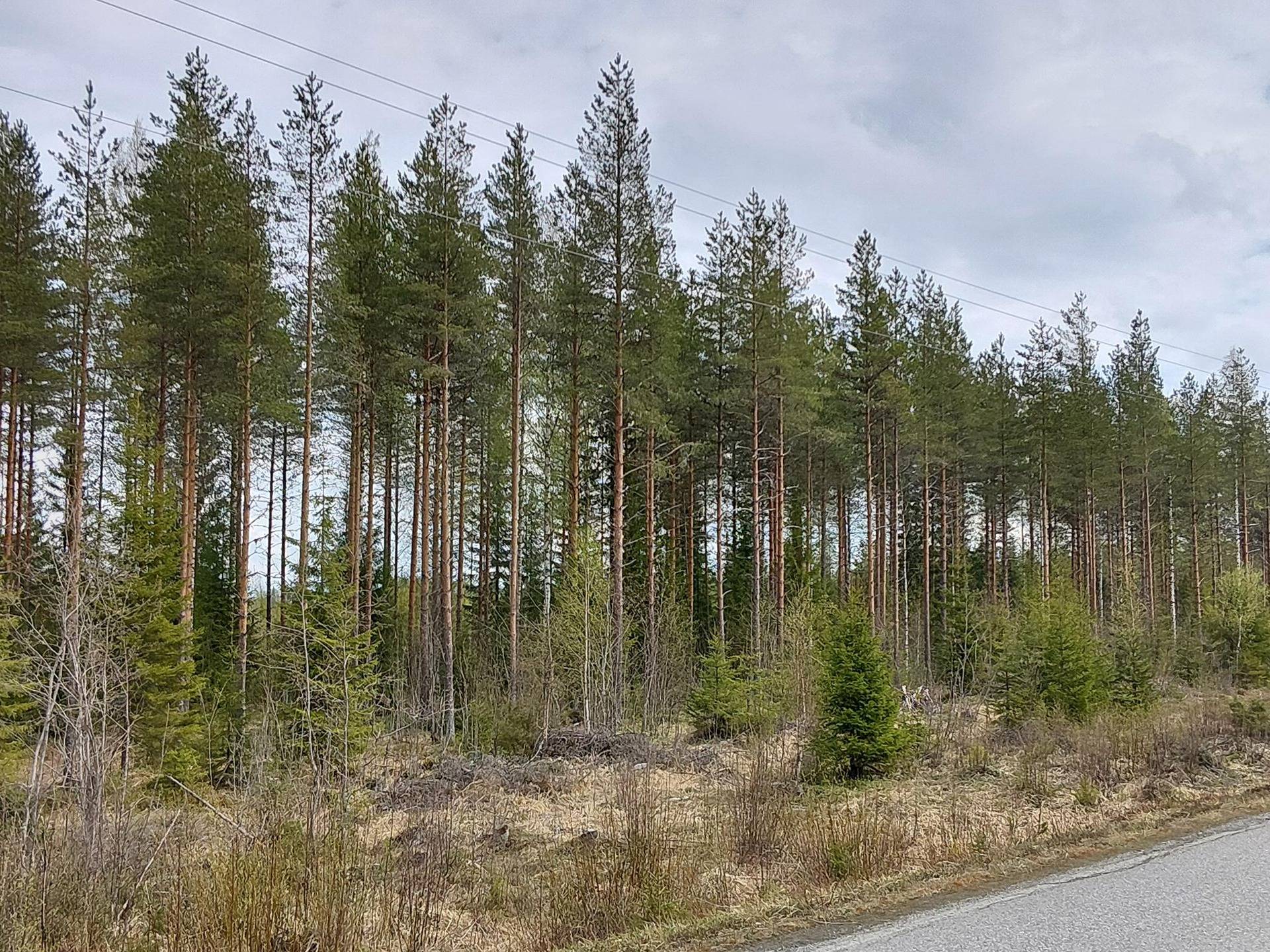 OJALA 43:41, Lapinlahti 1