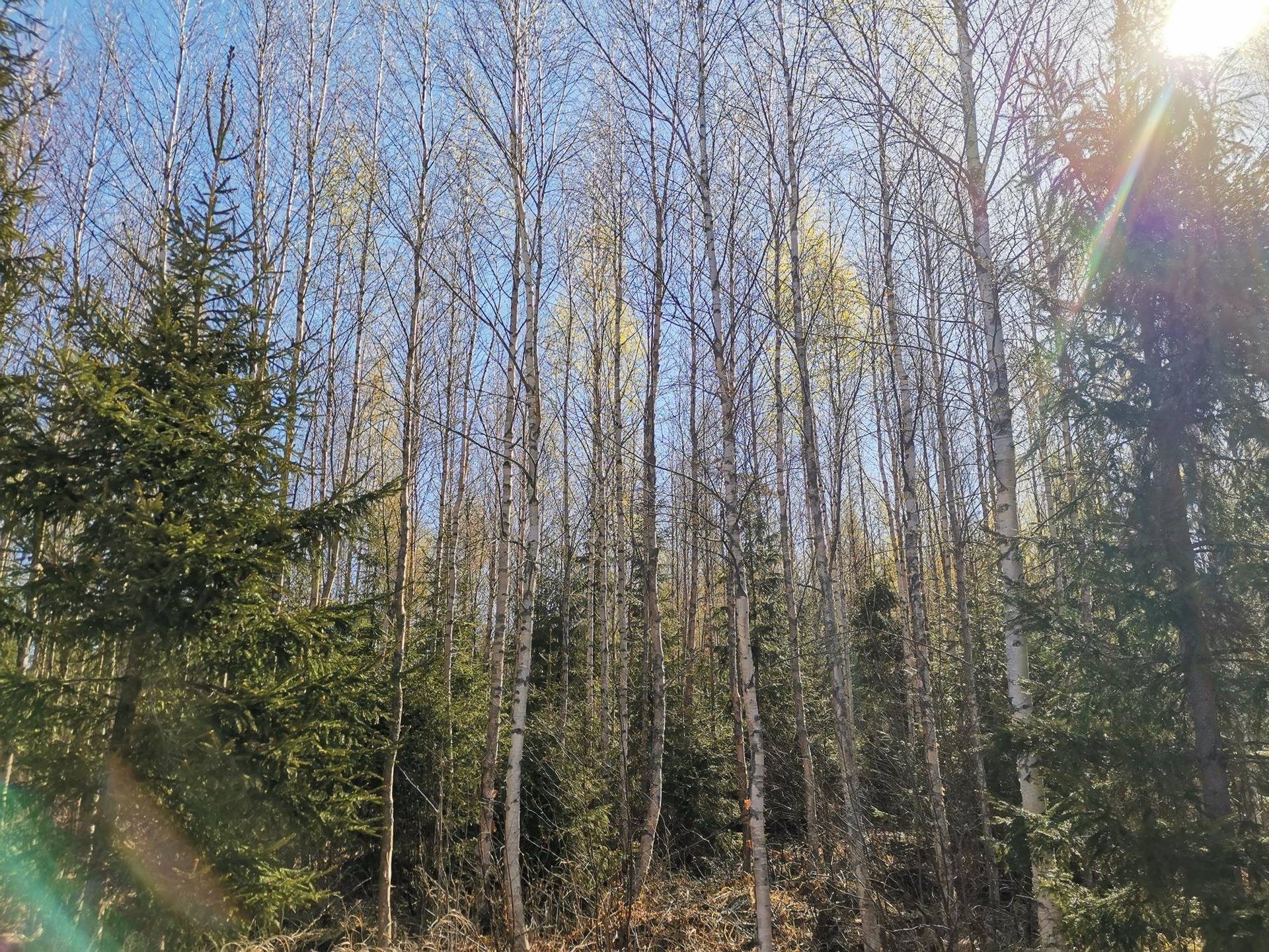 Metsätila: 7,05 ha; Luotola; 51-405-1-175, Eurajoki, Irjanne, Lauhtuntie. 1
