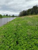 Metsätila ja rakennukset: 9,515 ha; Anttila 423-441-1-28 Lieto, Asemanseutu. 1