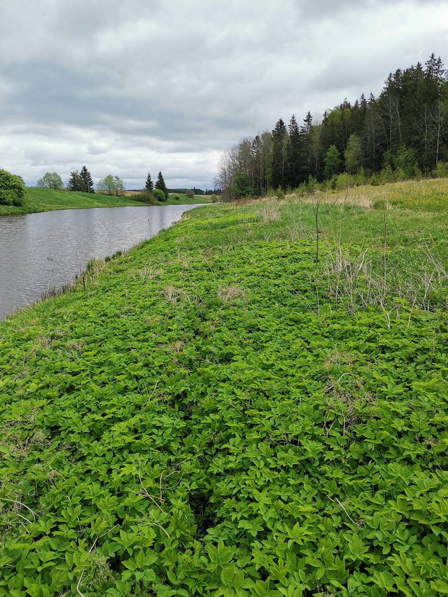 Metsätila ja rakennukset: 9,515 ha; Anttila 423-441-1-28 Lieto, Asemanseutu. 1