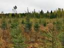 Metsätilakokonaisuus: Yht. 14,681 Ha; 631-410-5-24 Toivola II ja 631-420-10-5 Toivola I. Pyhäranta, Metsäpirtintie. 1