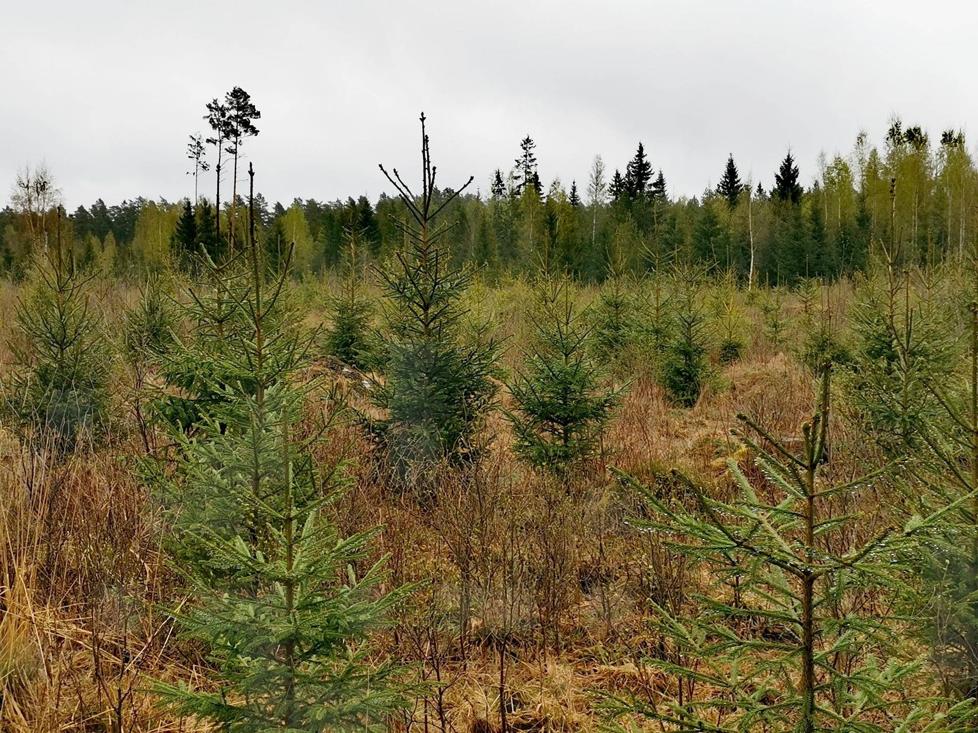 Metsätilakokonaisuus: Yht. 14,681 Ha; 631-410-5-24 Toivola II ja 631-420-10-5 Toivola I. Pyhäranta, Metsäpirtintie. 1
