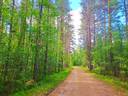 Kauhava 9,9 ha metsäpalstakokonaisuus 1