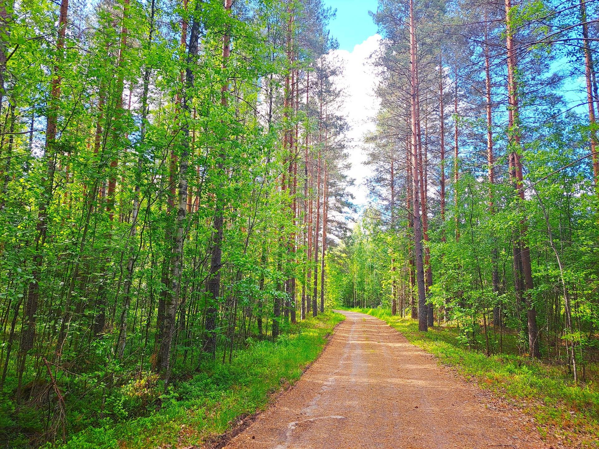 Kauhava 9,9 ha metsäpalstakokonaisuus 1