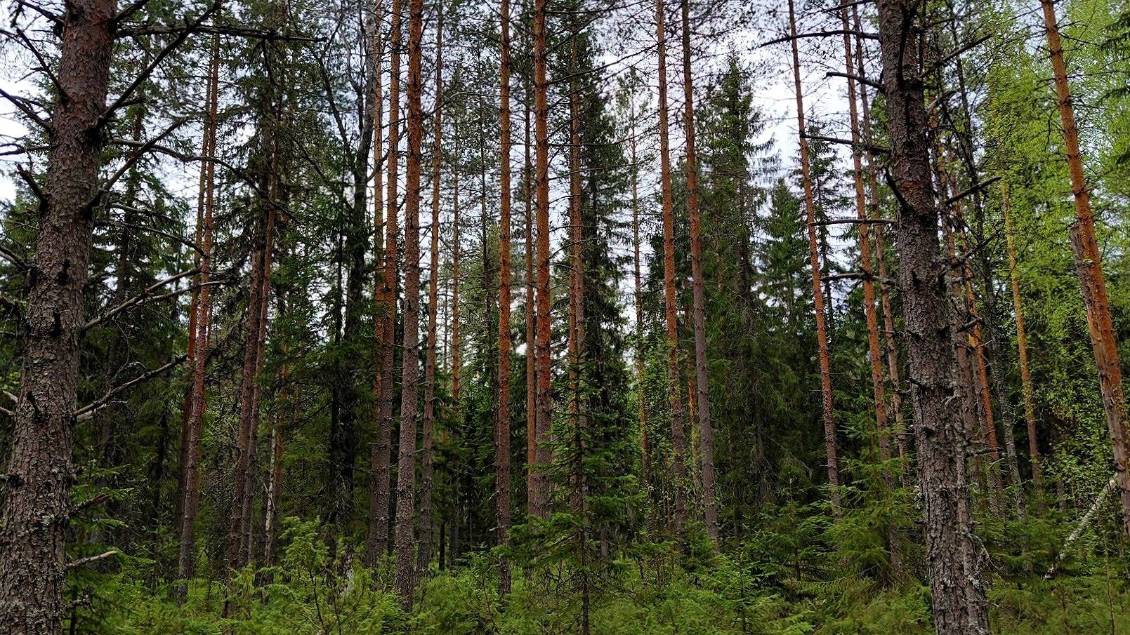 Orilammenkangas 213-413-6-12 1