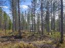 Metsätila Pikku Siikavaarassa Penttilänvaaralla 1