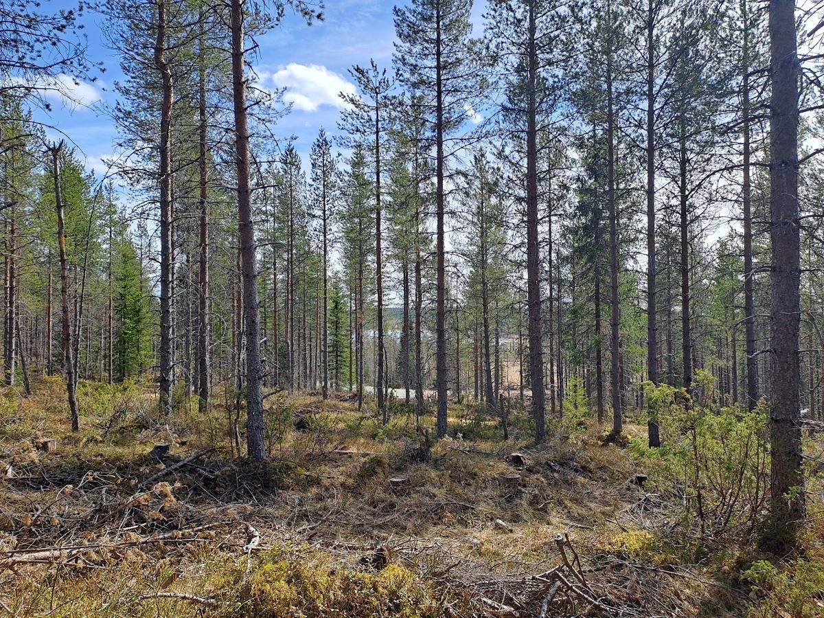 Metsätila Pikku Siikavaarassa Penttilänvaaralla 1