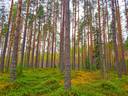 Vimpeli Hietakorpi/Hallapuro SUOPALSTA 2:437 metsätila 37,58 ha 1