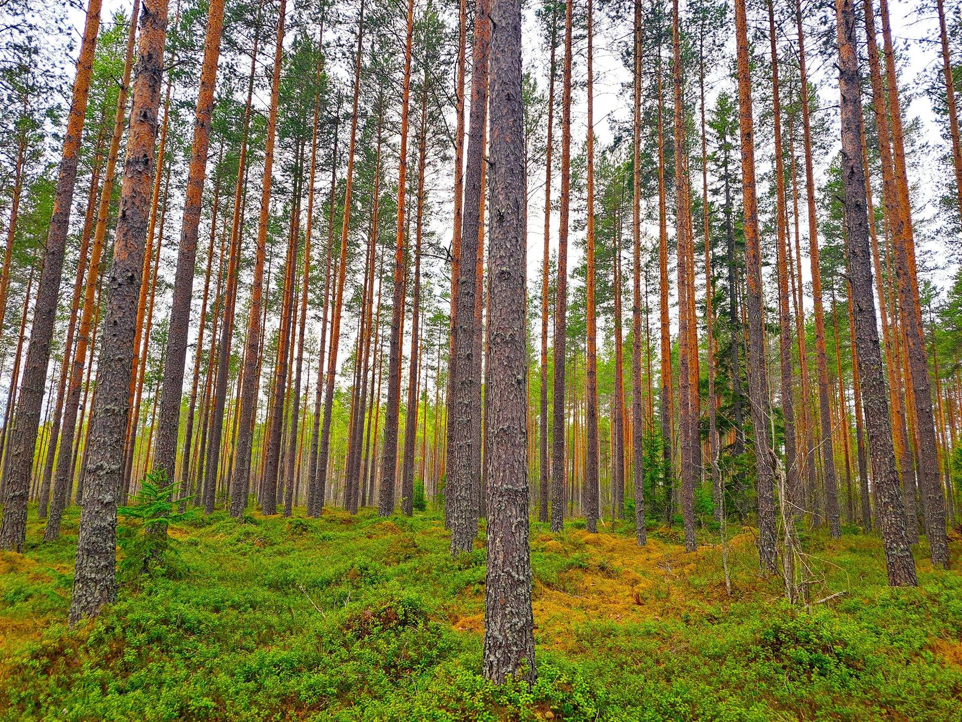 Vimpeli Hietakorpi/Hallapuro SUOPALSTA 2:437 metsätila 37,58 ha 1