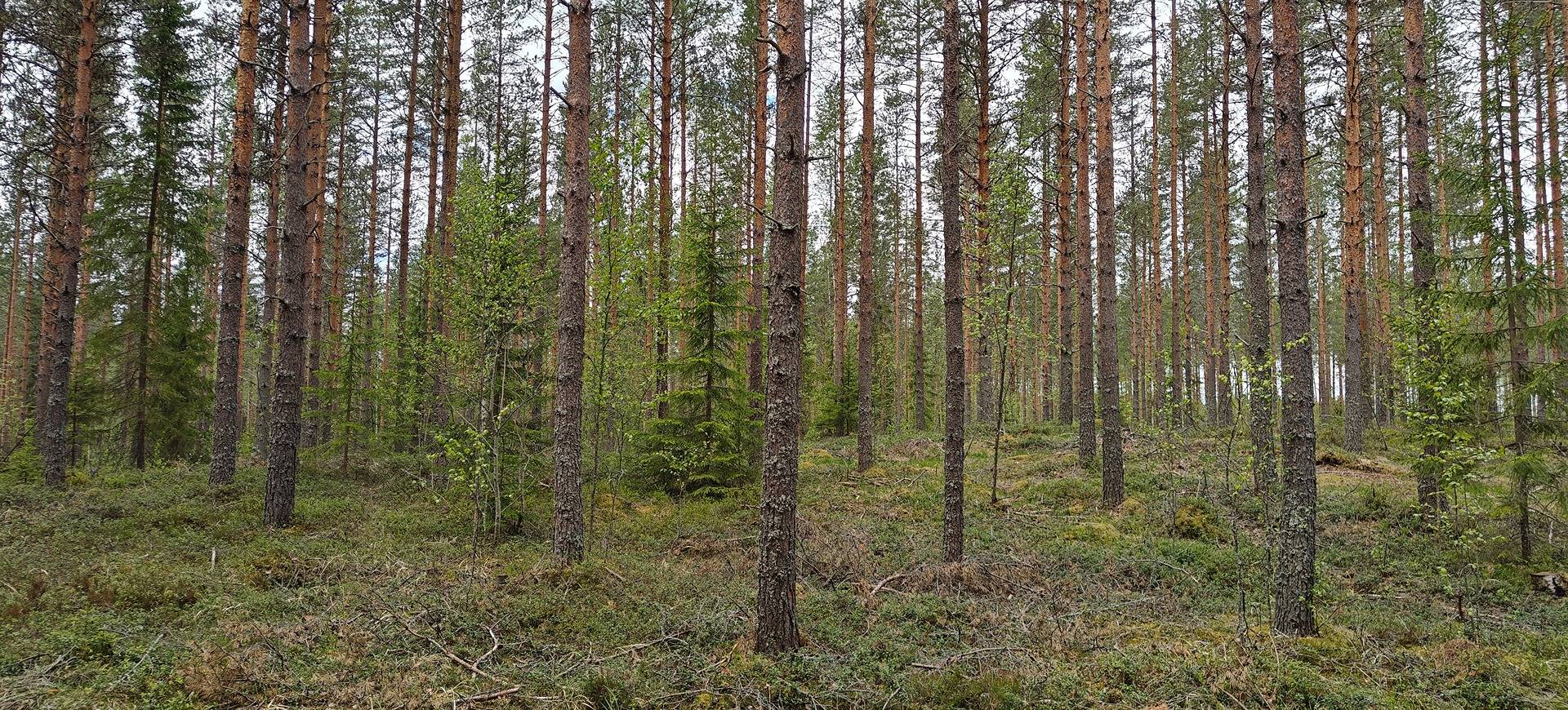 Alajärvi, HÄMEENJOKI 5-401-67-3 1