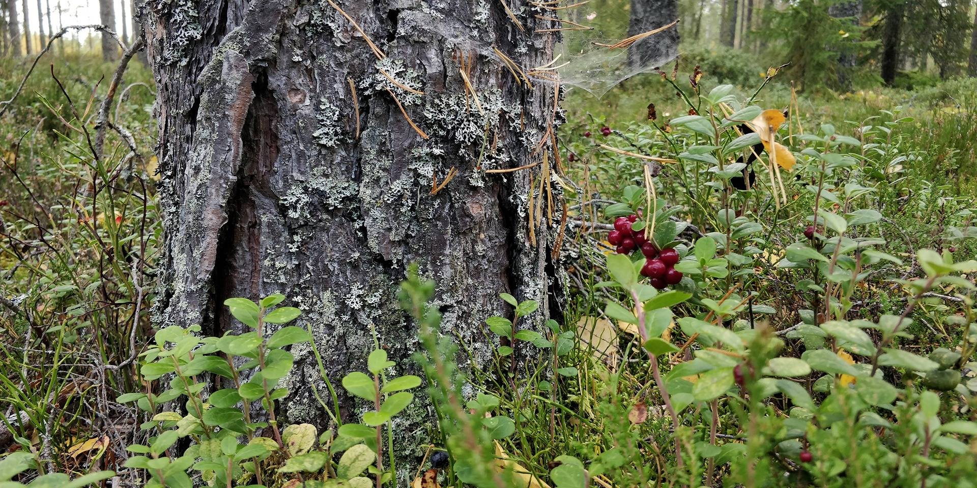 Karviassa 37,6 hehtaaria, Marjamäki II ja Pihlajamäki 1