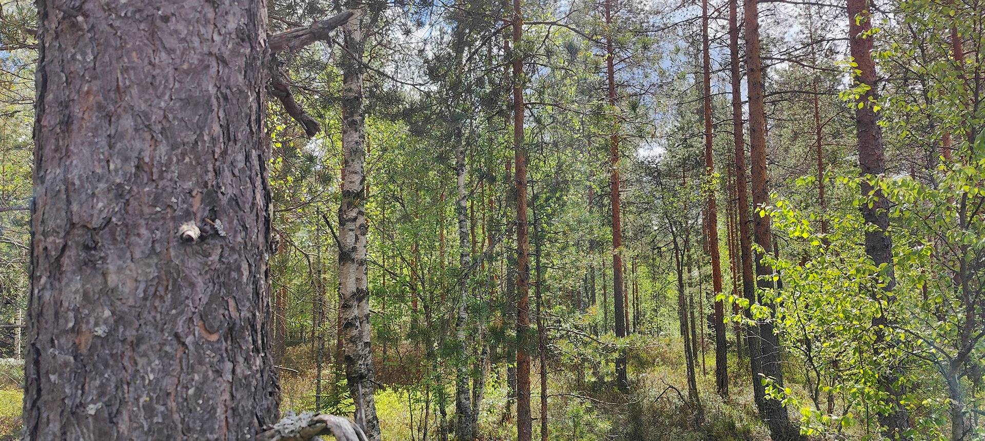Karviassa 37,6 hehtaaria, Marjamäki II ja Pihlajamäki 1
