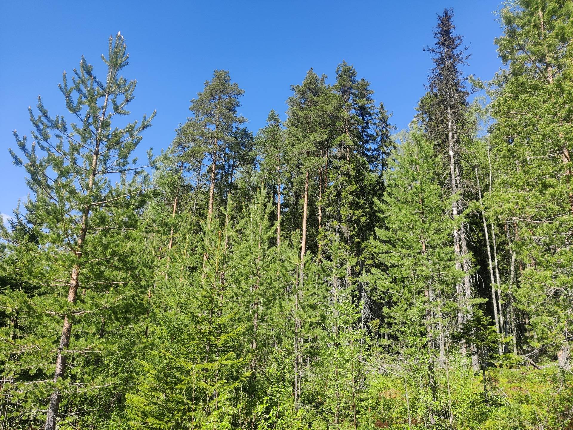 Metsämaa 765-408-51-17 1