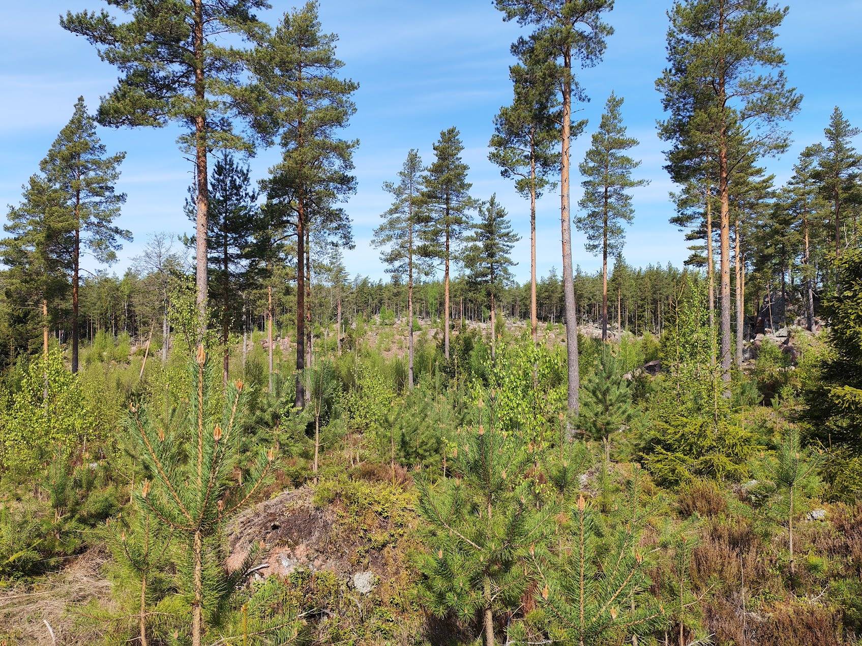 Mäkimaa 935-426-3-205, Mäkirinne I 935-426-3-163 ja Saari-Metsälä 935-426-3-204 1