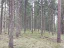 Anttila, 491-465-21-3 1