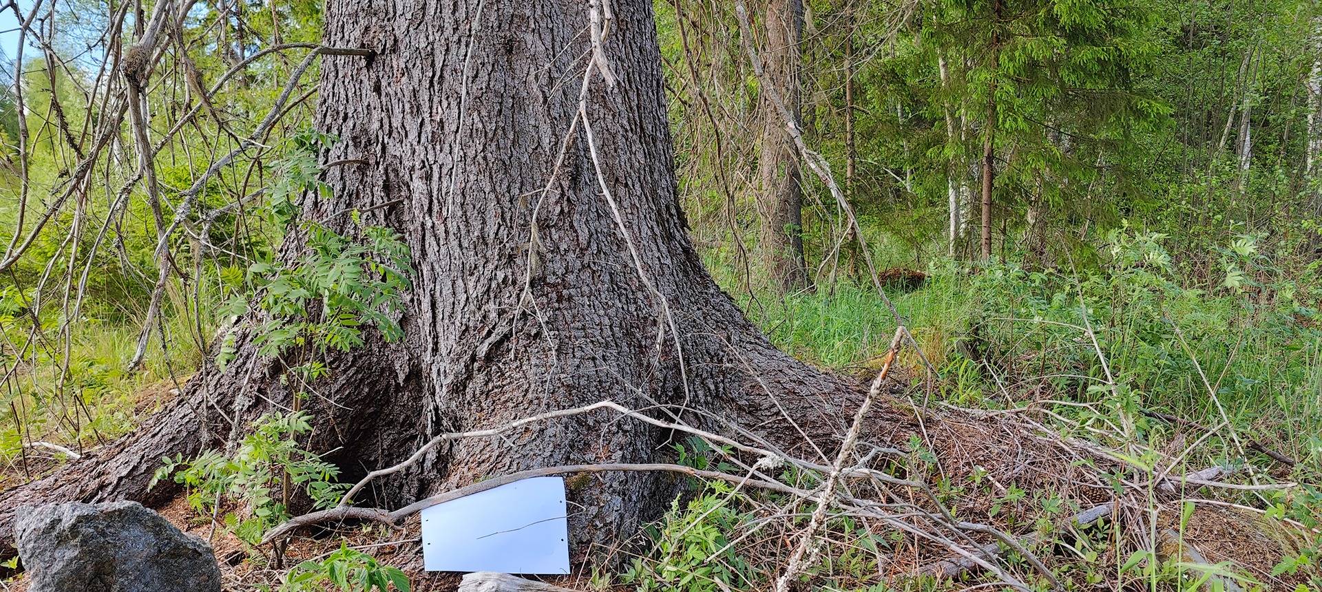 Määräala metsää Pomarkussa, Peltoniemi 1