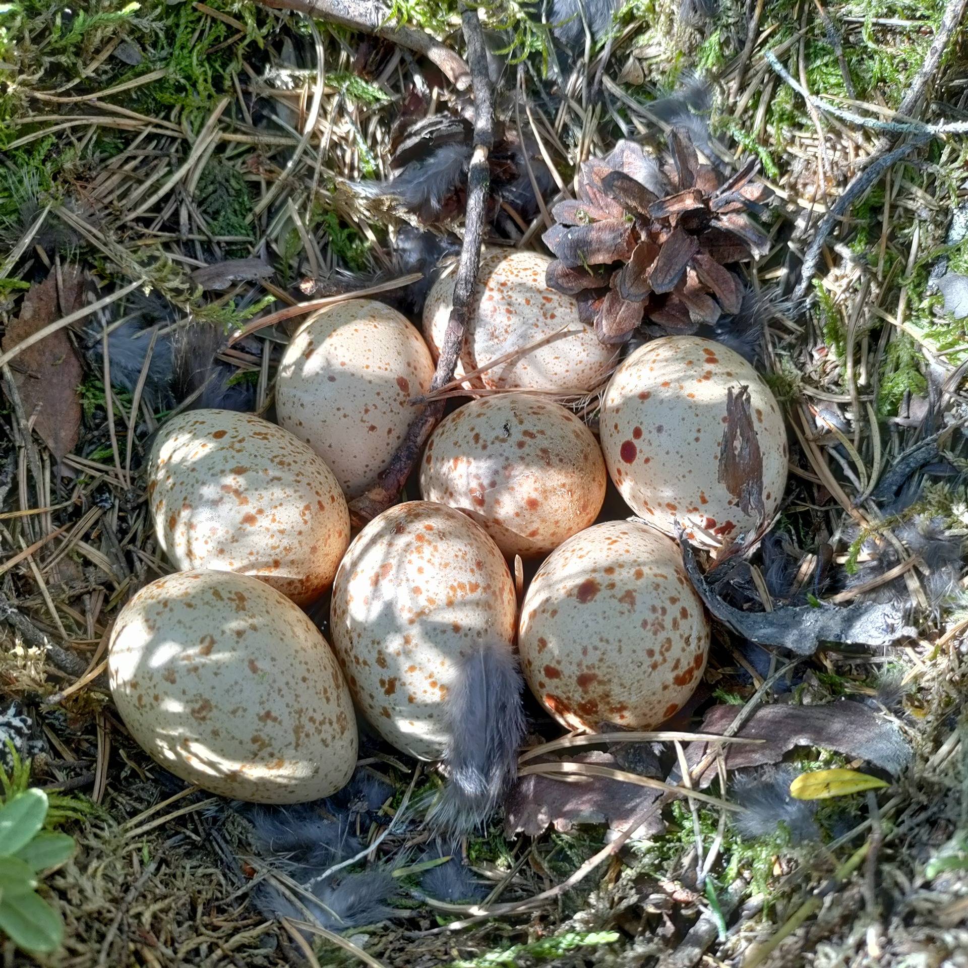 Kuusamon yhteismetsä osuus 0,027700/77,686776 1