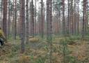 Pekkala 12:358 (507-413-12-358) 1
