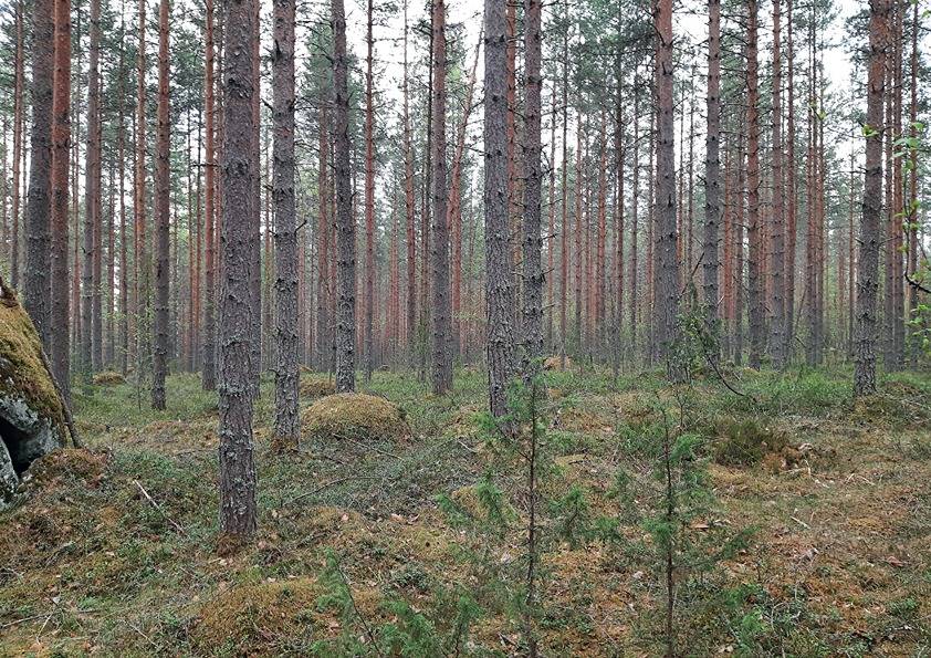 Pekkala 12:358 (507-413-12-358) 1