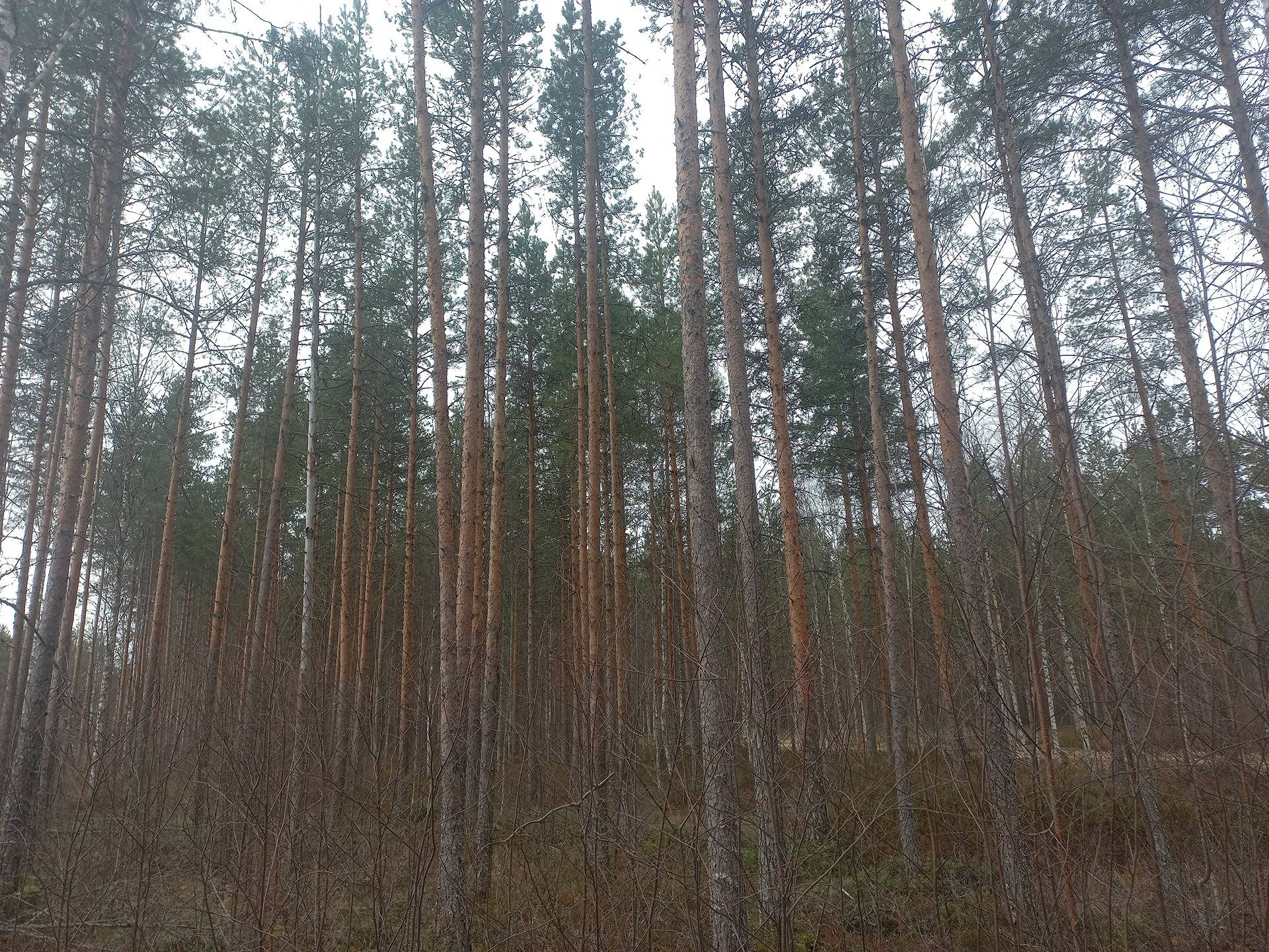 Peräseinäjoki Kallio 743-413-9-125 1