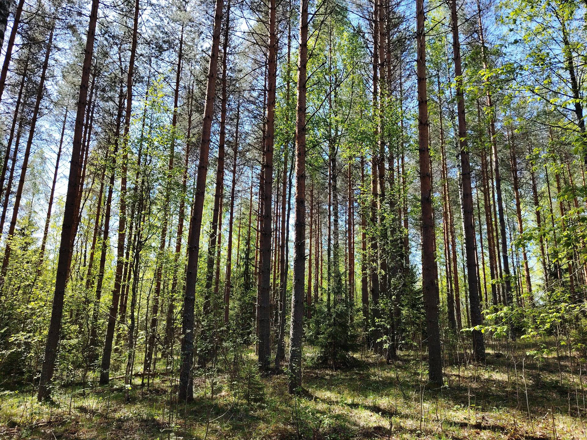 LUUKKALA 260-433-29-15, Hummovaara 1