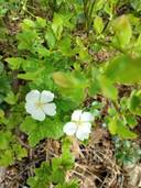 Kuusamon yhteismetsä osuus 0,016200/77,686776 1