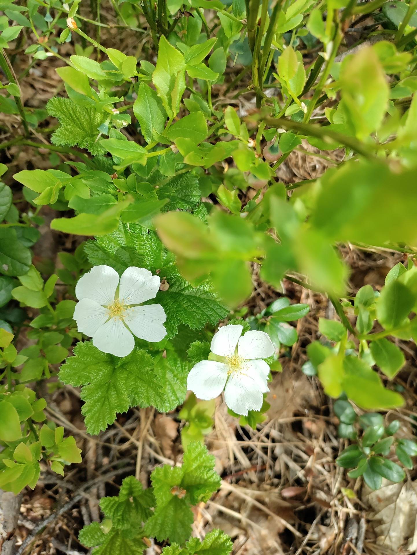 Kuusamon yhteismetsä osuus 0,016200/77,686776 1