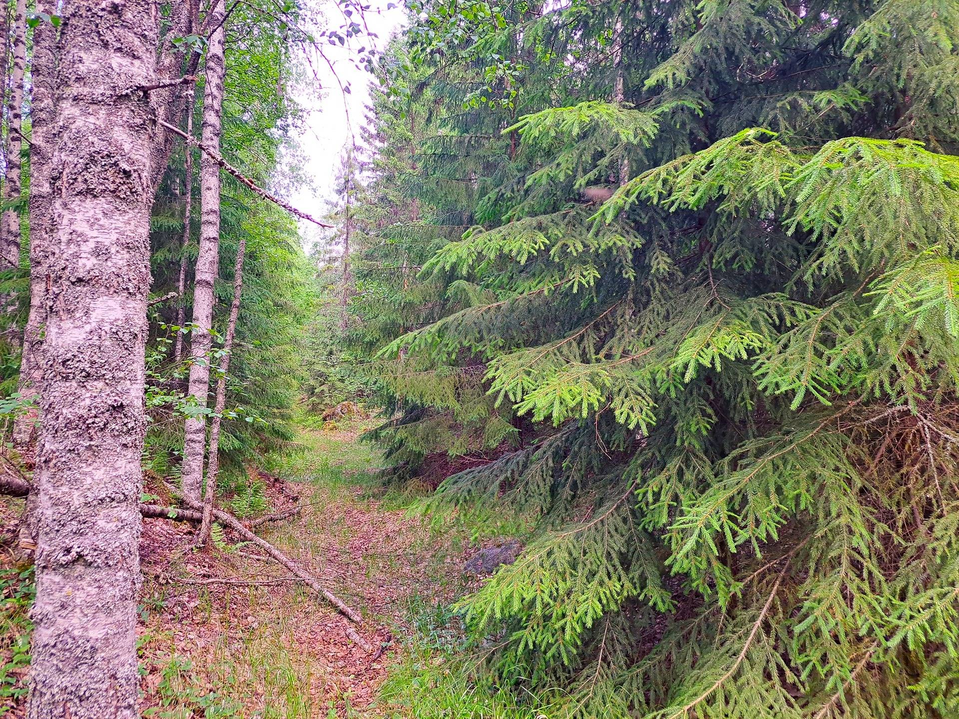 Kauhava Kurjenkylä/Eko METSÄNRANTA 1:45 ja ERÄMAA I 4:91 metsäpalstat, yhteensä noin 11,64 ha 1