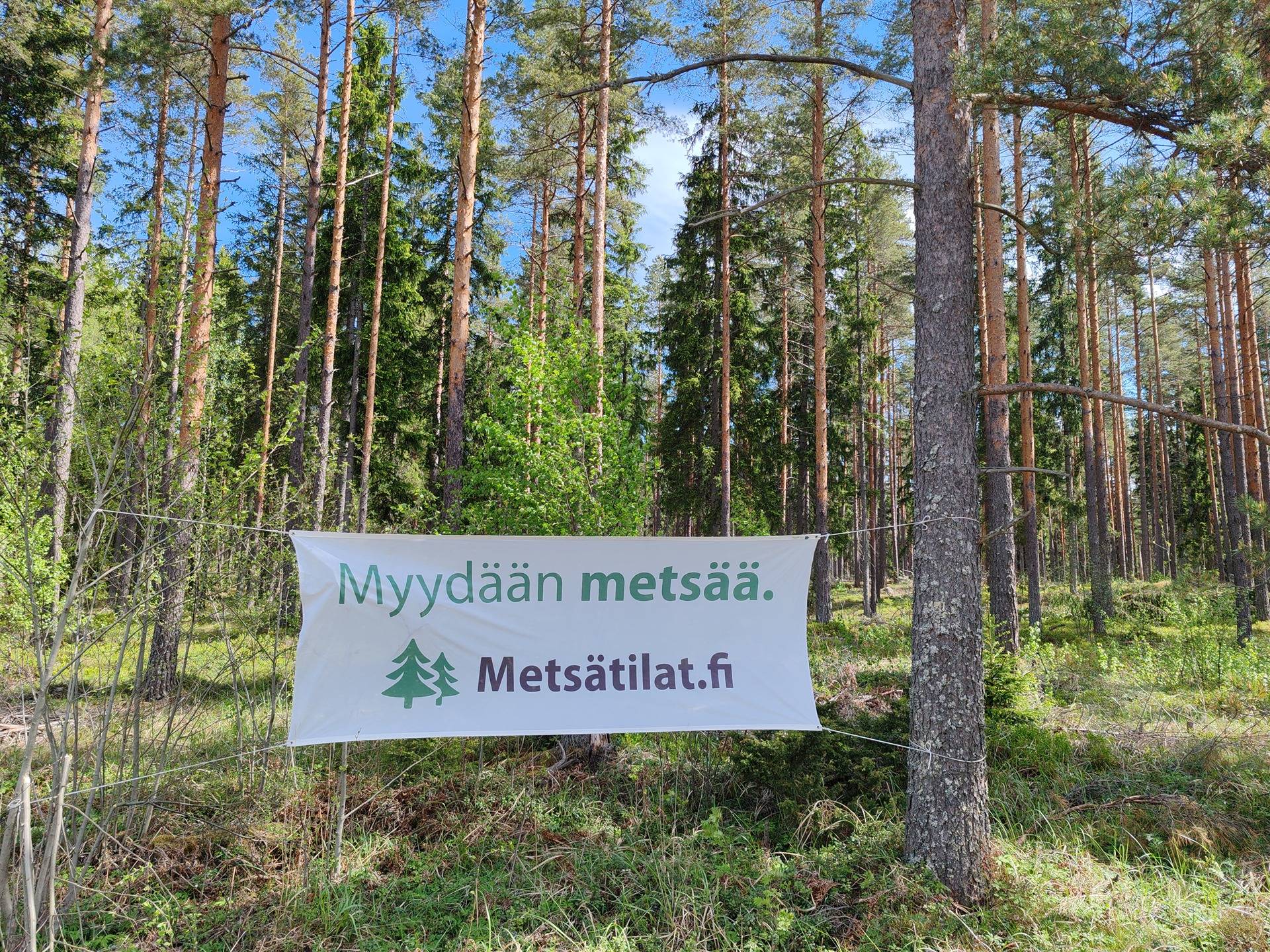 Mustalampi 1
