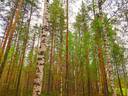 Perho Oksakoski ORAVASALMI 78:7 metsätila 20,0 ha 1