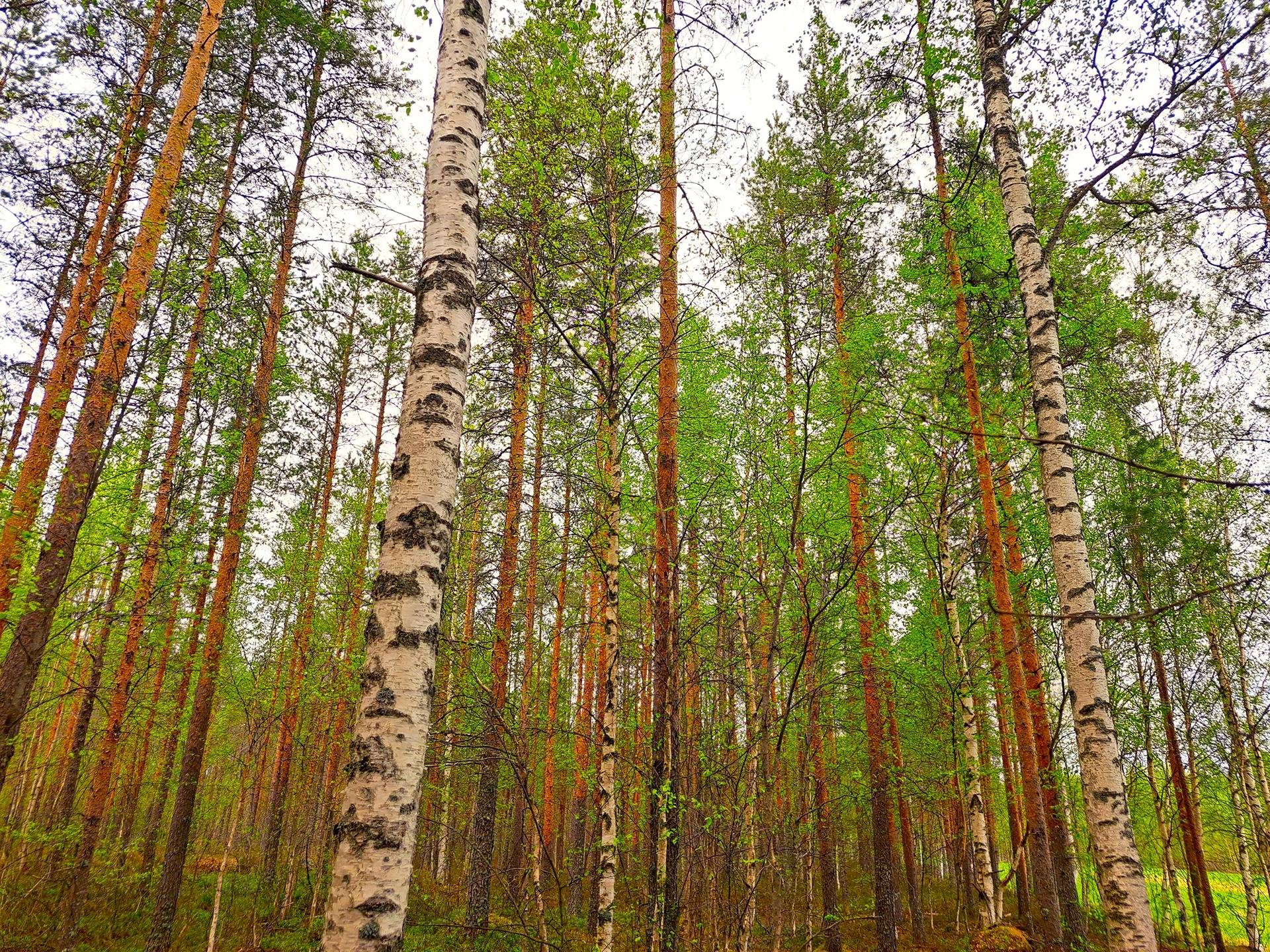 Perho Oksakoski ORAVASALMI 78:7 metsätila 20,0 ha 1