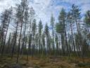 Koivula, määräala 1
