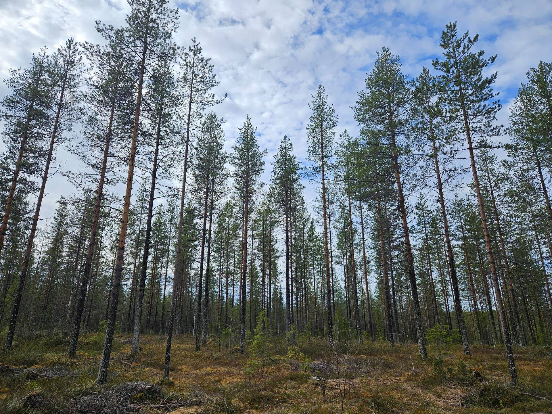 Koivula, määräala 1